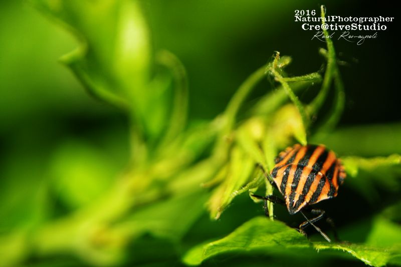 Graphosoma lineatum